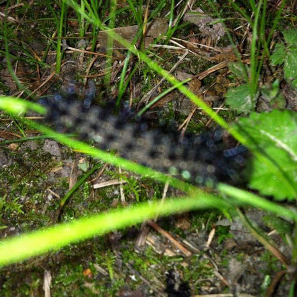 Spotting Image 1