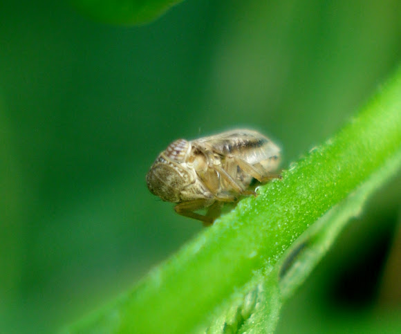 Spotting Image 1