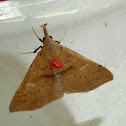 Moth (with red mite)