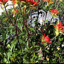 Scarlet Indian Paint Brush