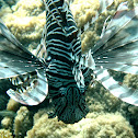 Red lionfish (dark variation)