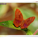 Plum Judy (Male)