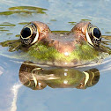 Green Frog