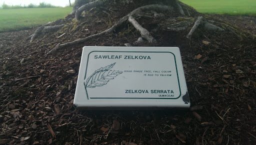 Sawleaf Zelkova