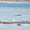 Weastern Gull