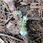 Perforated Ruffle Lichen