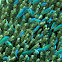 Blue-green chromis