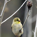 American Gold Finch