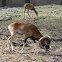 European Mouflon