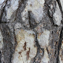 pine