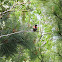 Hummingbird ?