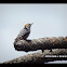 Brown-fronted Woodpecker