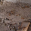 Golden Ant/ Carpenter ant
