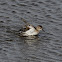 Sanderling