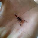 Scorpion