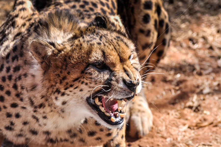 Scowling Cheetah Lions Tigers Big Cats Animals Pixoto