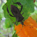 Citron Bug