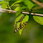 Amata lucerna (mating)