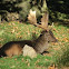 Fallow Deer