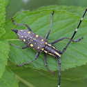 Yellow Spotted Longicorn Beetle
