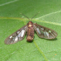 Wasp Moth