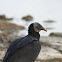 Black Vulture