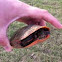 Red Eared Slider