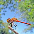 Autumn Meadowhawk - male