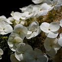 Hydrangea