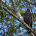 Cuban Black Hawk