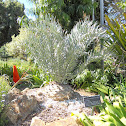 Encephalartos horridus