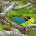 Gilt-edged Tanager