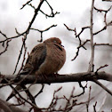 Mourning Dove