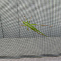 Cone-headed grasshopper