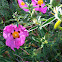 Rock rose
