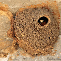 Cliff Swallow