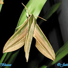 Sphinx moth