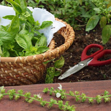 Basil Walnut Pesto
