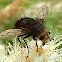 bee fly