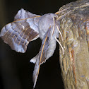 Poplar Hawk-moth