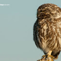 Mochuelo europeo