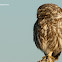 Mochuelo europeo