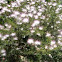 Calliandra brevipes. Plumerillo rosado, esponja, esponjita, manduruvá