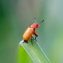Leaf beetle