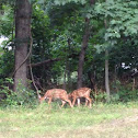 Deer
