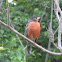 American Robin