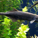Peter's Elephantnose Fish