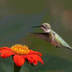 Ruby-throated Hummingbird by Shelley O'Connell - Wildlife Birds ( hummingbird )