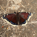 Mourning Cloak