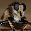 Robber Fly